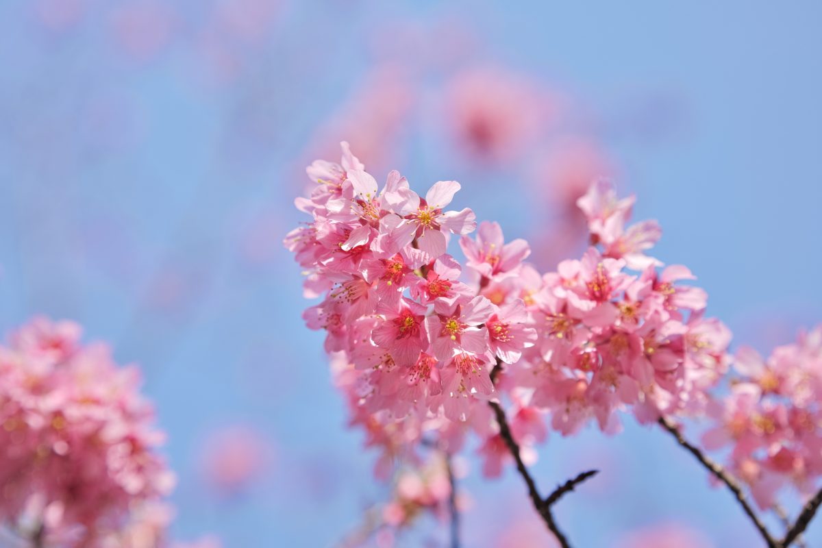 早咲きの桜@大通り公園