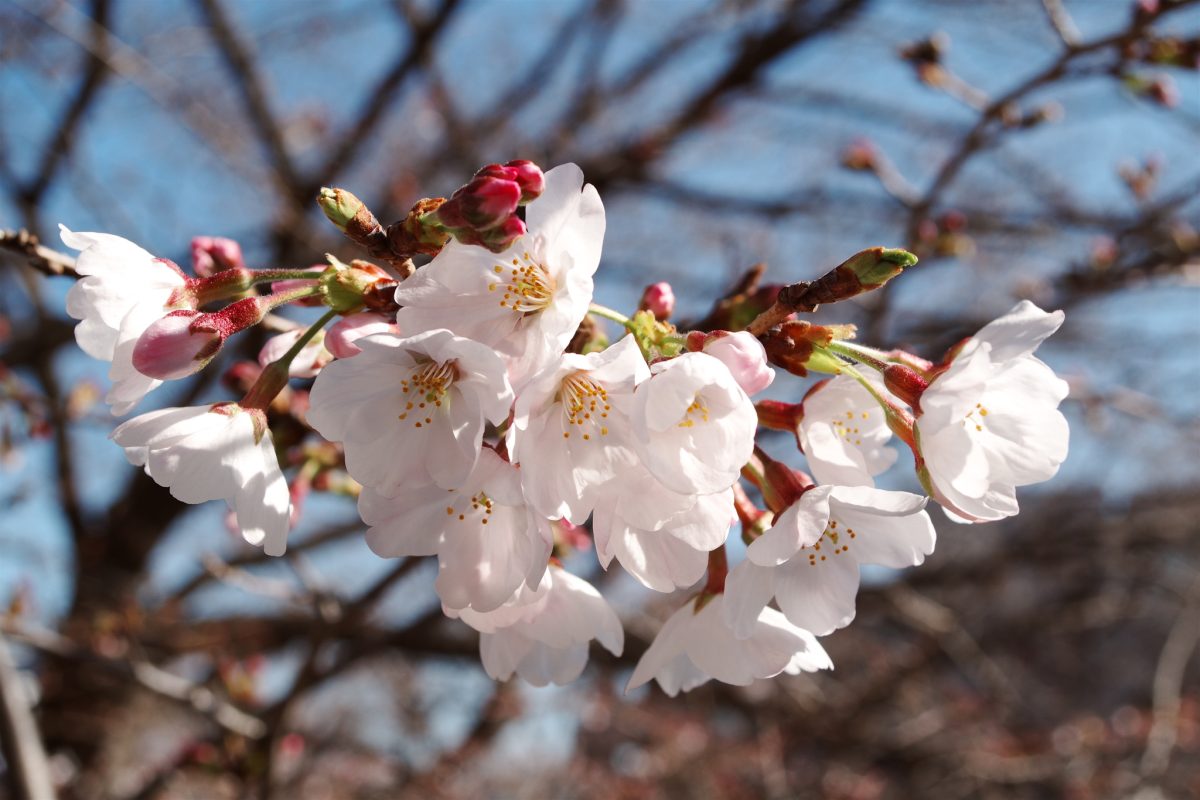 大岡川の桜で「春紅」試写
