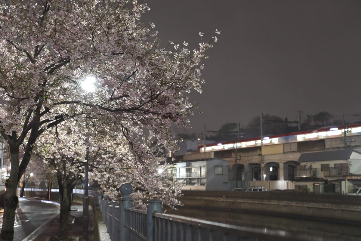 大岡川・雨の夜桜見物 その１