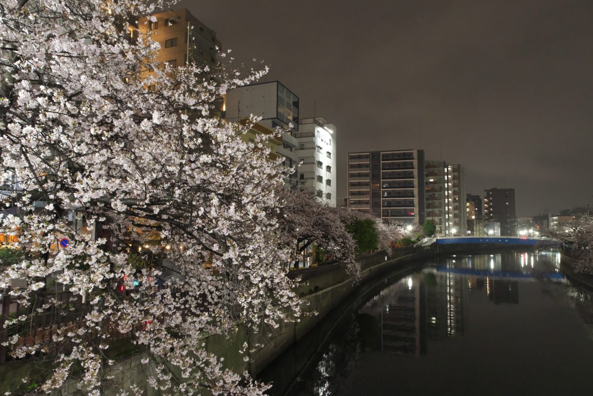 大岡川・雨の夜桜見物 その２