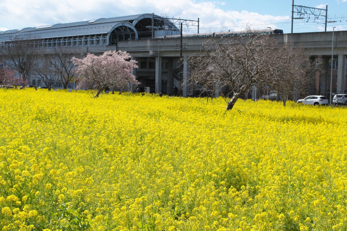 川和町の菜の花2024
