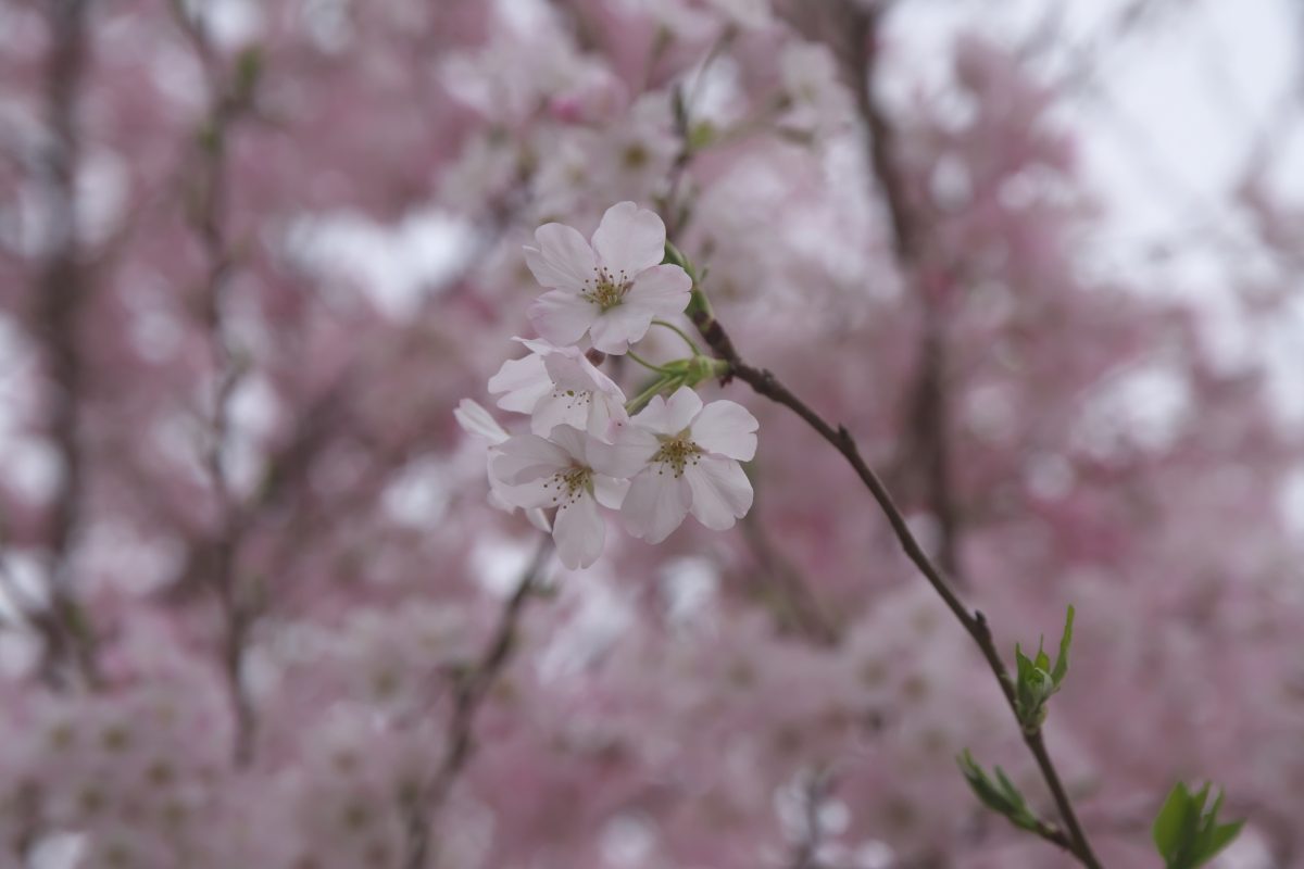 大岡川の桜は明日・明後日ですかね？