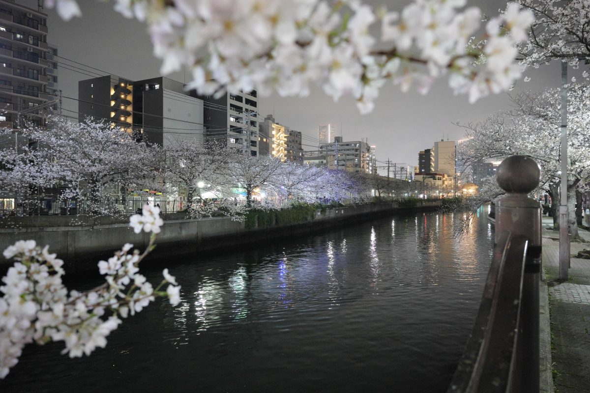 大岡川夜桜…(^_^;)