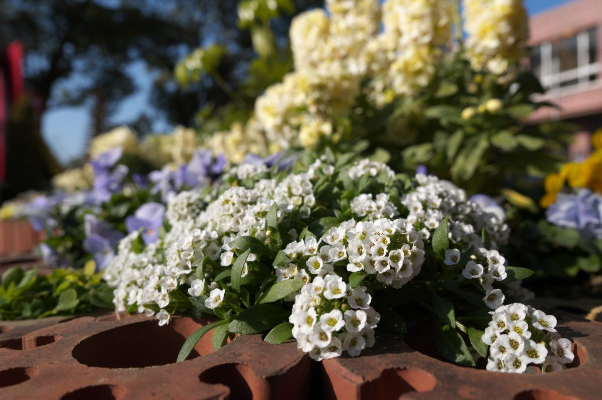 お花の季節に向けて、そろそろと(大船フラワーセンター・後編)