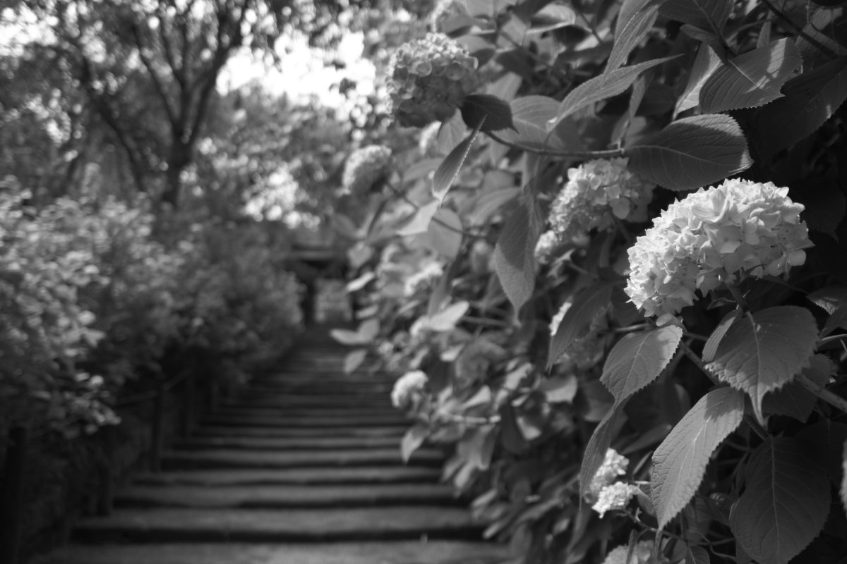 早過ぎなあじさい寺(明月院)散歩・後編