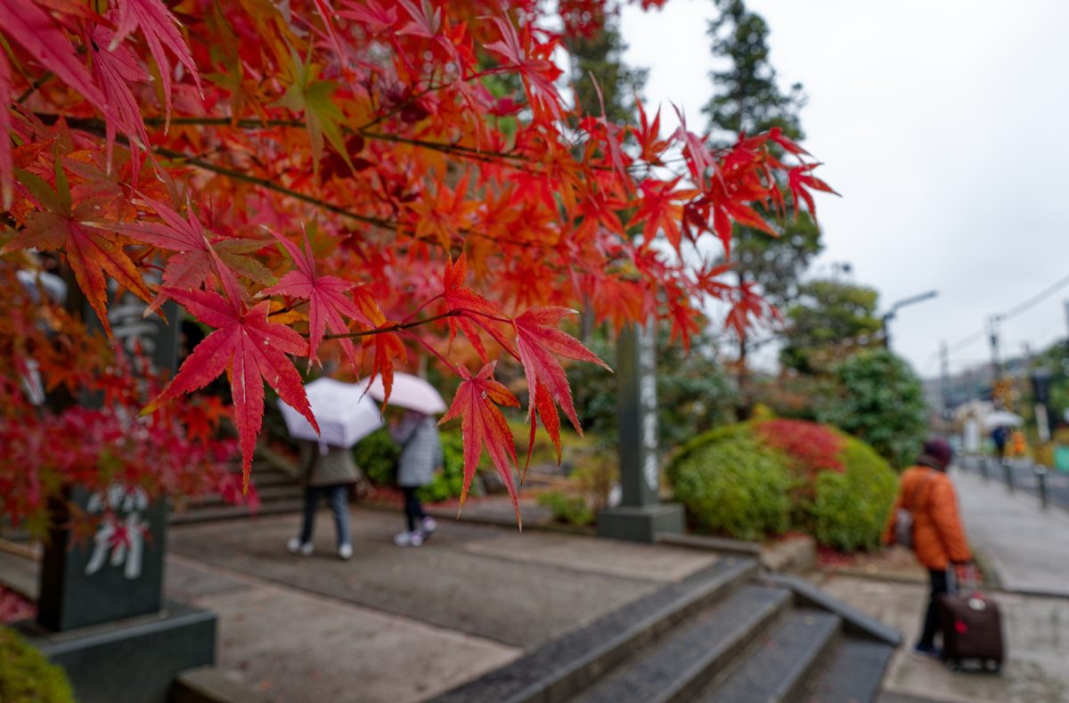 【円覚寺だけで】鎌倉散歩行・前編【紅葉撮り】