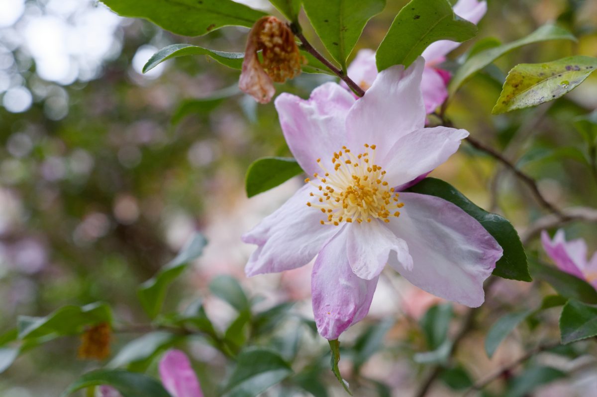 【円覚寺だけで】鎌倉散歩行・中編【紅葉撮り】