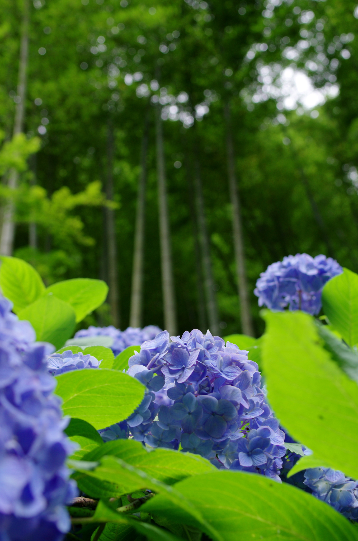 竹林と