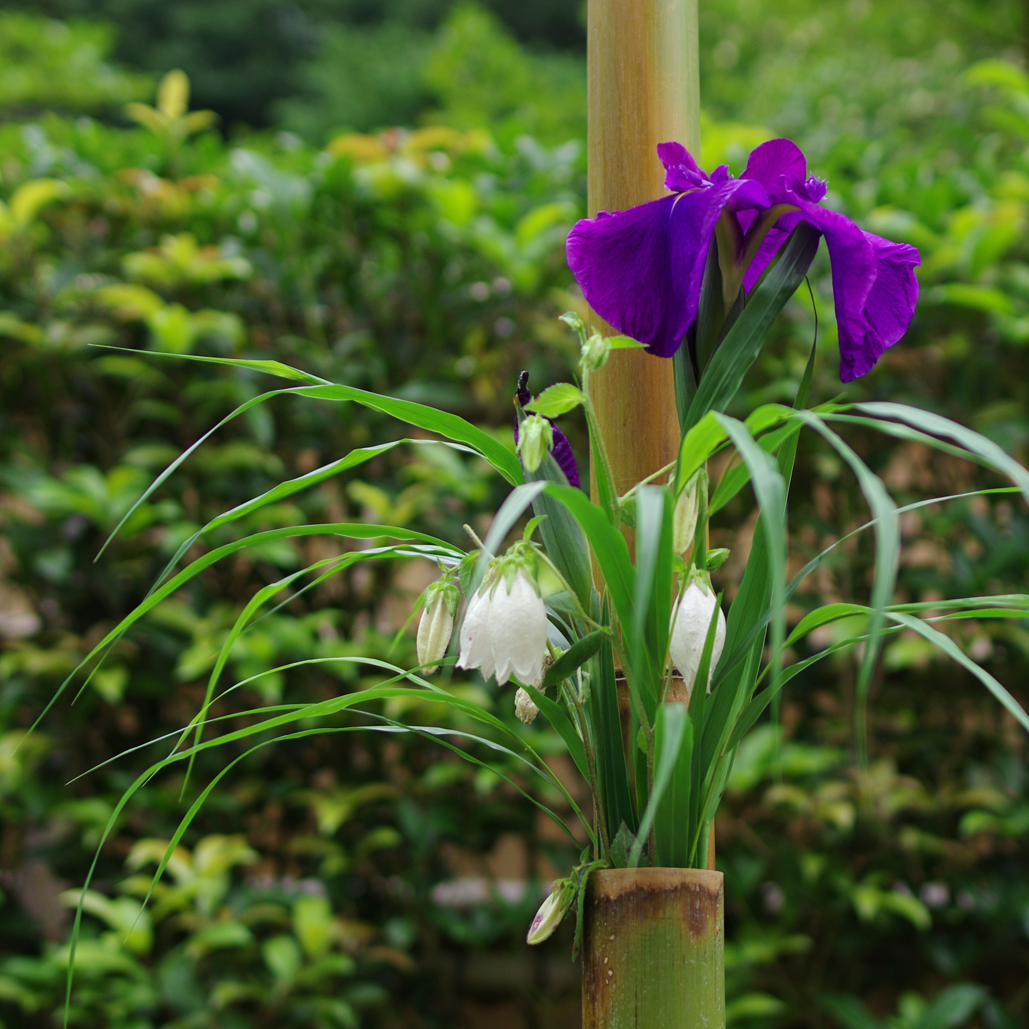 花菖蒲