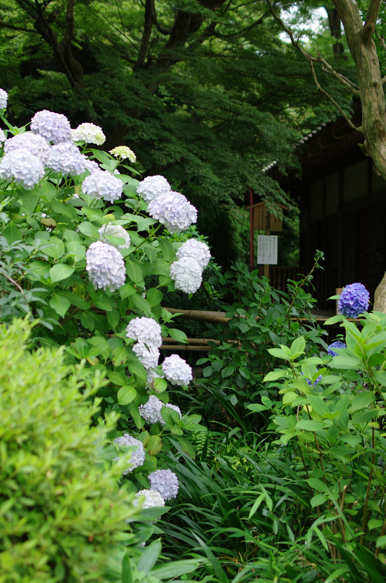 白紫陽花