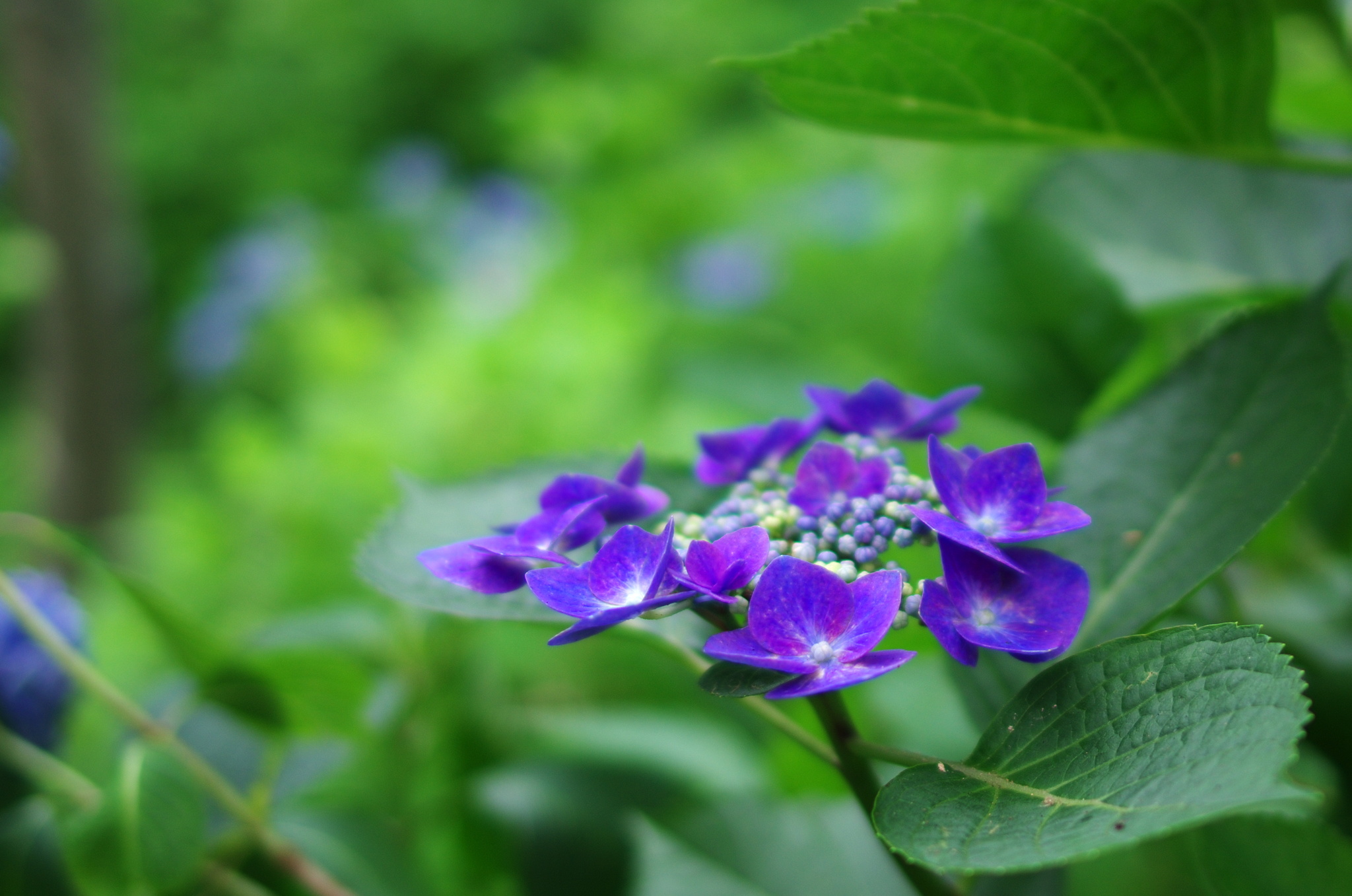 紫陽花