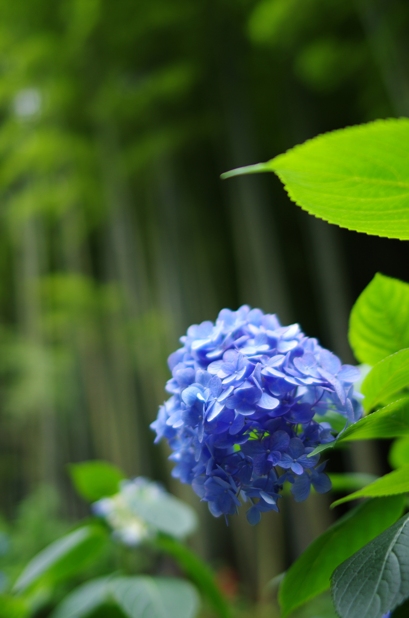 竹林と・再