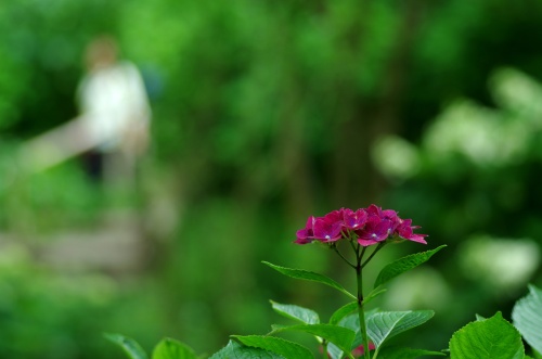 明月院の紫陽花その６