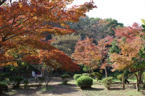 源氏山公園の紅葉その２
