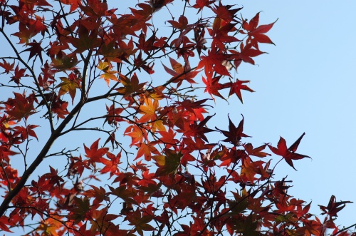 源氏山公園の紅葉その４