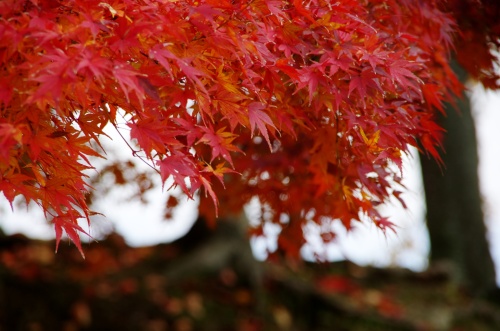 三国堀付近の紅葉その１