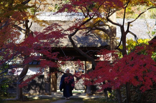 円覚寺の居士林。この辺りが一番真っ赤っかでした。