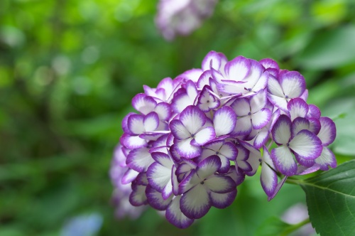 姫紫陽花とは別の品種もちょこっとありますが